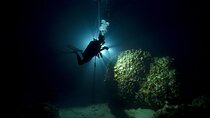Night Beach Diving Experience with Transfer in Sharm El Sheikh