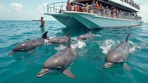 Dolphin Watching & Snorkeling Adventure with Lunch