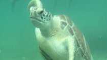  Private VW Beetle Tour Swim with Turtles, Visit Tulum Ruins&Town