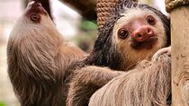Guided tour in Manuel Antonio National Park 