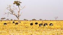 Full-Day Exploration at Chobe River and Chobe National Park