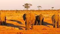 Full-Day Trip from Victoria Falls to Hwange National Park