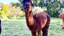 Tour of the Alpacas and the pigs of Cinta Senese in Montepulciano
