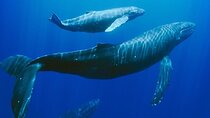 Mauritius: Swimming with Wild Dolphins & Whale Watching 