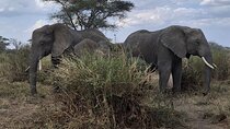 Mikumi – Tanzania’s Best-Kept Safari Secret"