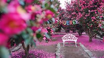 Jeju EAST Winter Snow, Camellia, Mandarin Picking 1day Tour