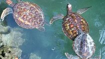 Full day: Snorkeling Dolphin Aquarium Turtles Sunset Kendwa Beach