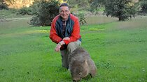 Wombat and Kangaroo Wildlife Tour from Sydney