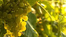 Private Vinho Verde Region Wine Tour from Porto Including Lunch
