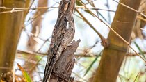 Birdwatching in Cerro Blanco Reserve Wildlife Watching Guayaquil
