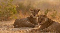 Luxury Safari in Tanzania for 3 Days