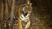 Jaipur to Ranthambore Day Trip with Tiger Safari