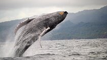  Whale Watching and Waterfalls in Samana Province