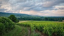 Private Cape Town Wine Tasting with Vineyards and Scenic Views