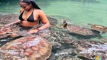 Baraka Aquarium in Swimming with Turtles and Sunset Dhow Cruise