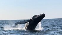 Whale Watching - RIB Boat Adventure in Kopavogur, Iceland