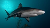 Shark Cage Diving Cape Town