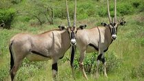 3 Days Samburu National Reserve Private Safari Package