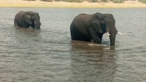 7-Day Victoria Falls, Chobe NP & Okavango Excursion