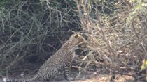 4 Day Victoria Falls, Hwange and Chobe National Park