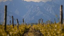 Tour of 3 Wineries in Lujan de Cuyo with Lunch included