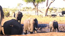 5 Day Exploration at Hwange NP, Chobe NP and Victoria Falls