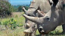 4 Days Ol Pejeta Northern White Rhino and Samburu Safari