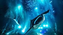 Kona Town Manta Sunset Snorkel