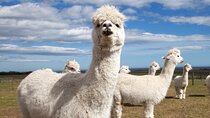 Glasgow Wildlife Centre Higlands Cow Apacas Walking Tour