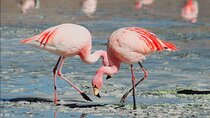 Birds Lovers At West Coast Western Cape 