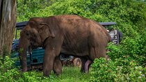 Udawalawa National Park All Inclusive Safari Tour from Hambantota