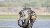 Minneriya Half Day Safari Tour [Morning / Evening] All Included 