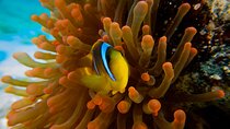 Scuba Diving Trip in El Gouna Two Dives