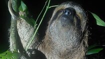 Night Walk Manuel Antonio Tour