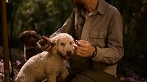 Truffle Hunting, Lunch & Cooking Class in Rome's Countryside 