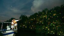 Nature Tour to Kuala Selangor Fireflies and Selayang Hotspring