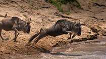 4 Days Migration & Central Serengeti Camping Safari