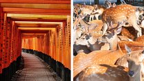 Kyoto and Nara in 1 Day in Fushimi Inari and Deer Park