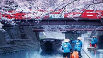 Sakura Magic and Nabana No Sato Day Tour From Osaka