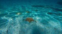 Snorkel and swim in Cozumel el Cielo Reef, Palancar and Colombia