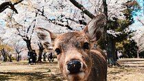 From Osaka, Nara Private Customizable Day Tour