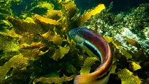 Private Snorkeling Tour In Sydney's Marine Reserve