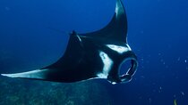 Nusa Penida Day Trip with Snorkeling Package