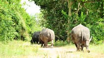 10 Day Gorilla Chimps and Big 5 Safari