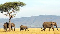 3 days Mikumi Safari and Genesis Snake Park from Zanzibar or DSM