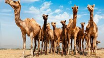 Pushkar Day Trip from Jaipur 