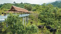 Phuket Elephant Sanctuary Canopy Walkway Tour 