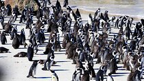 Cape Peninsula Private Tour Include Park Fees