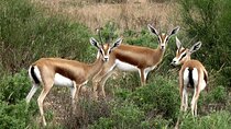 safari wildlife viewing