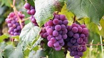 Lavish Rhodes: 11-Course Lunch, Wine Tasting & Culinary Session